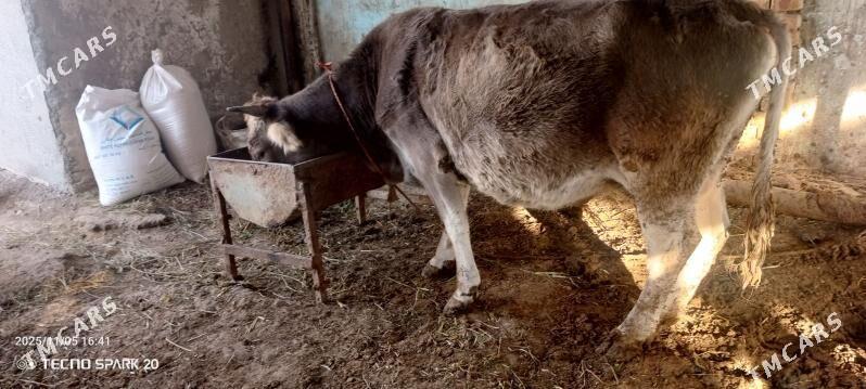 SYGYR - Гёкдепе - img 2