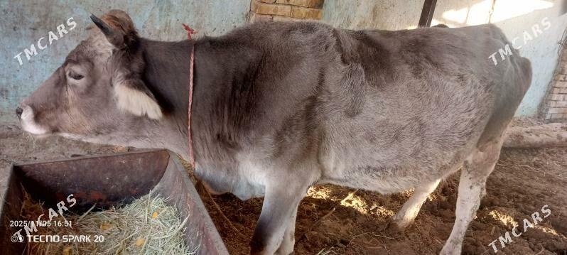 SYGYR - Гёкдепе - img 1