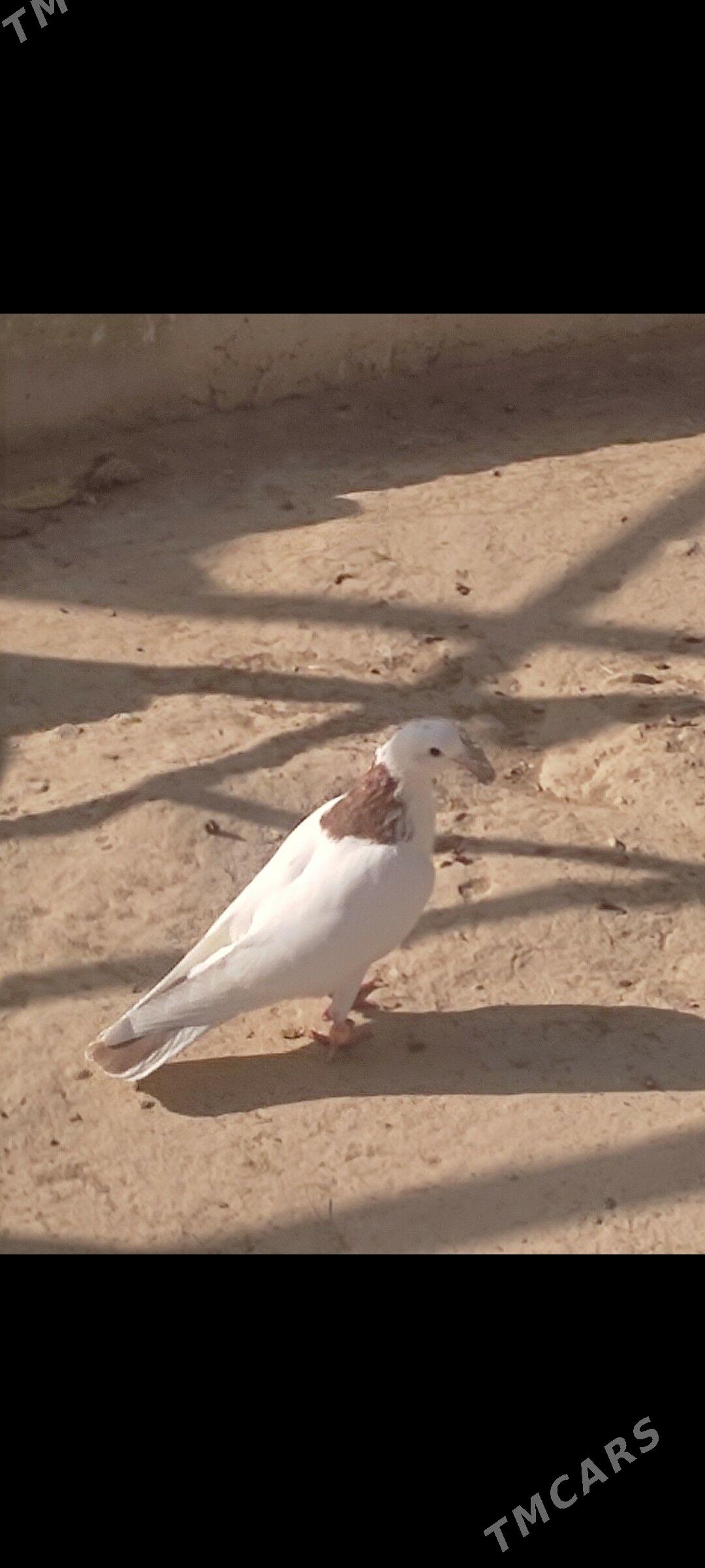 Kepderi - Aşgabat - img 6