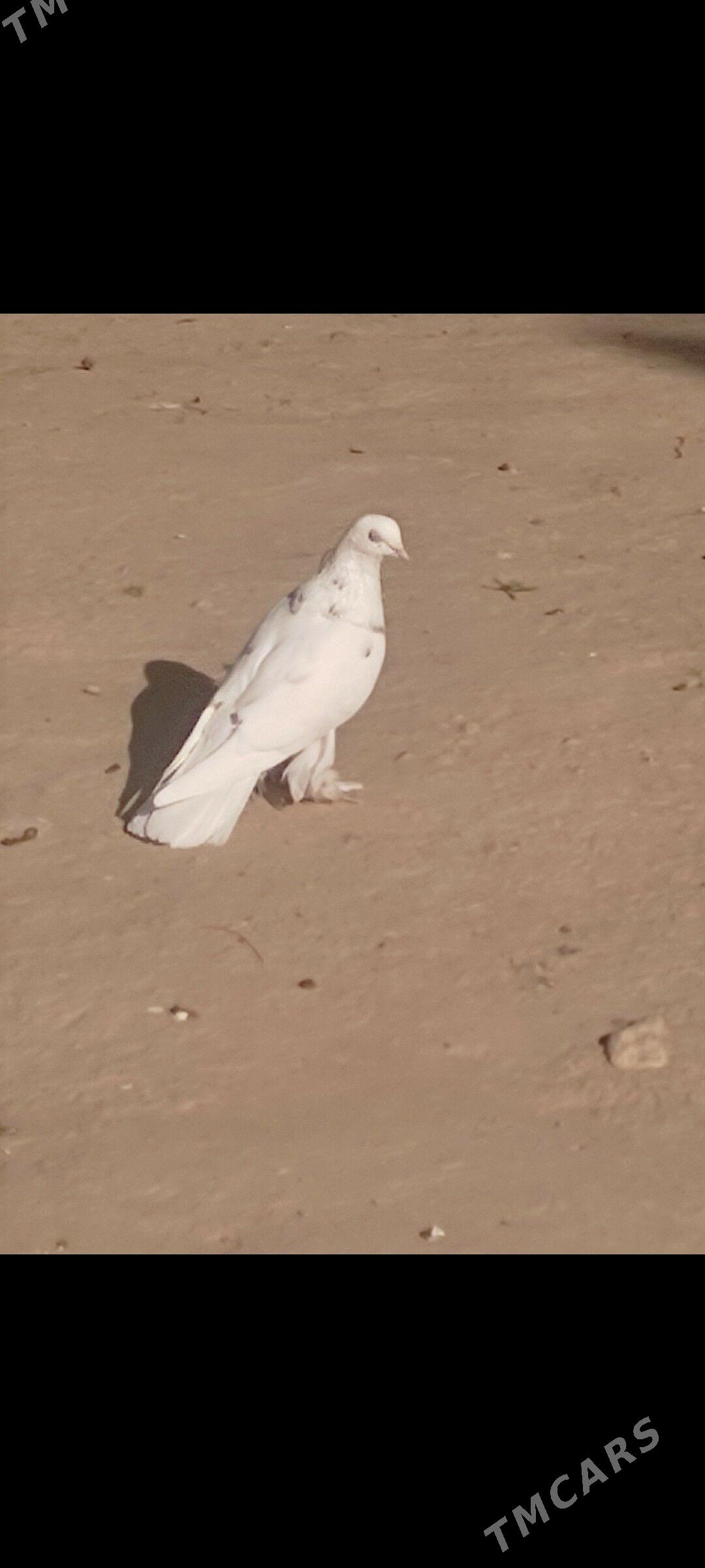 Kepderi - Aşgabat - img 10