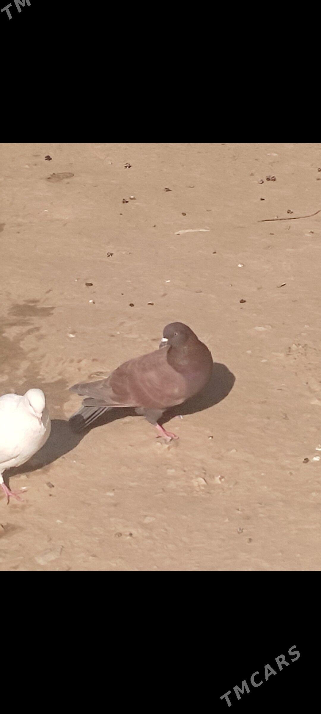 Kepderi - Aşgabat - img 8