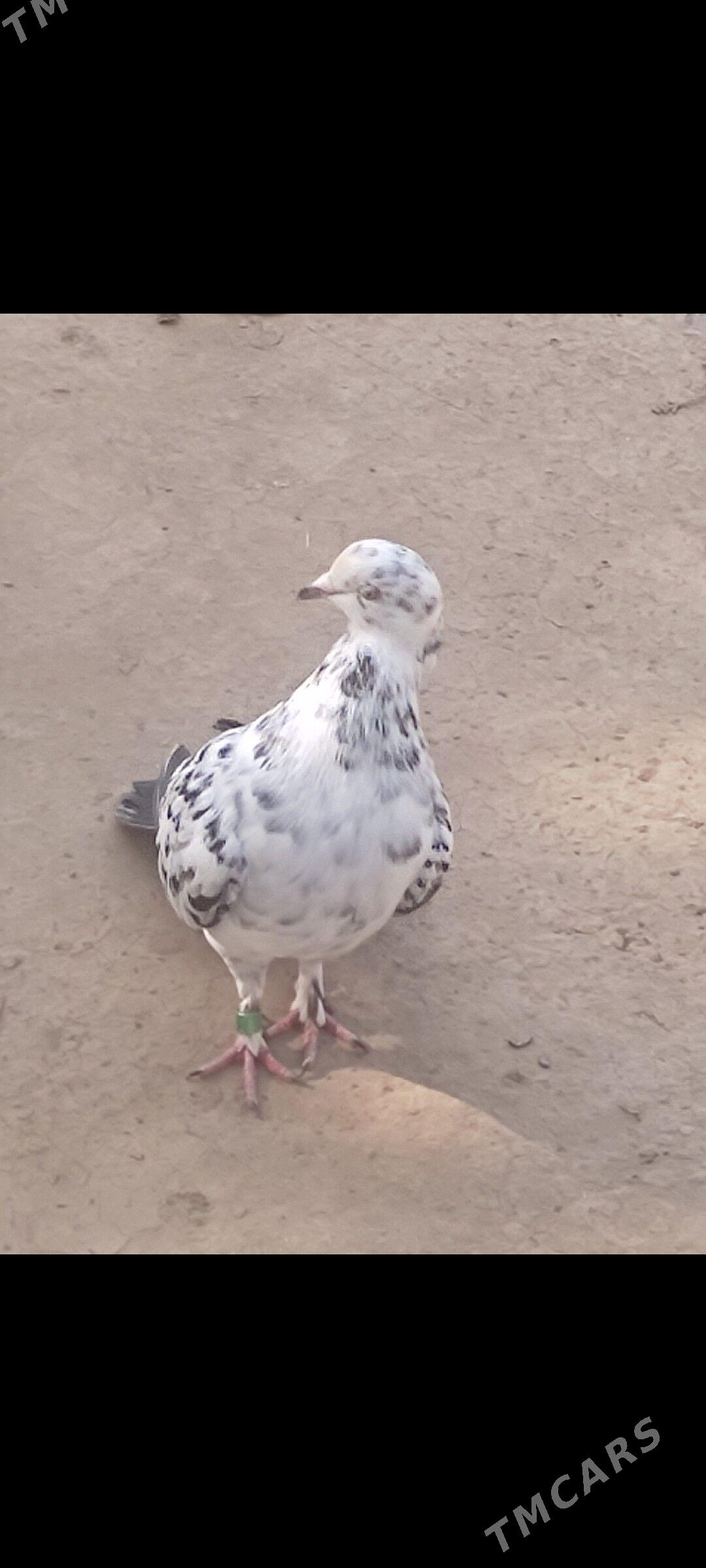 Kepderi - Aşgabat - img 2