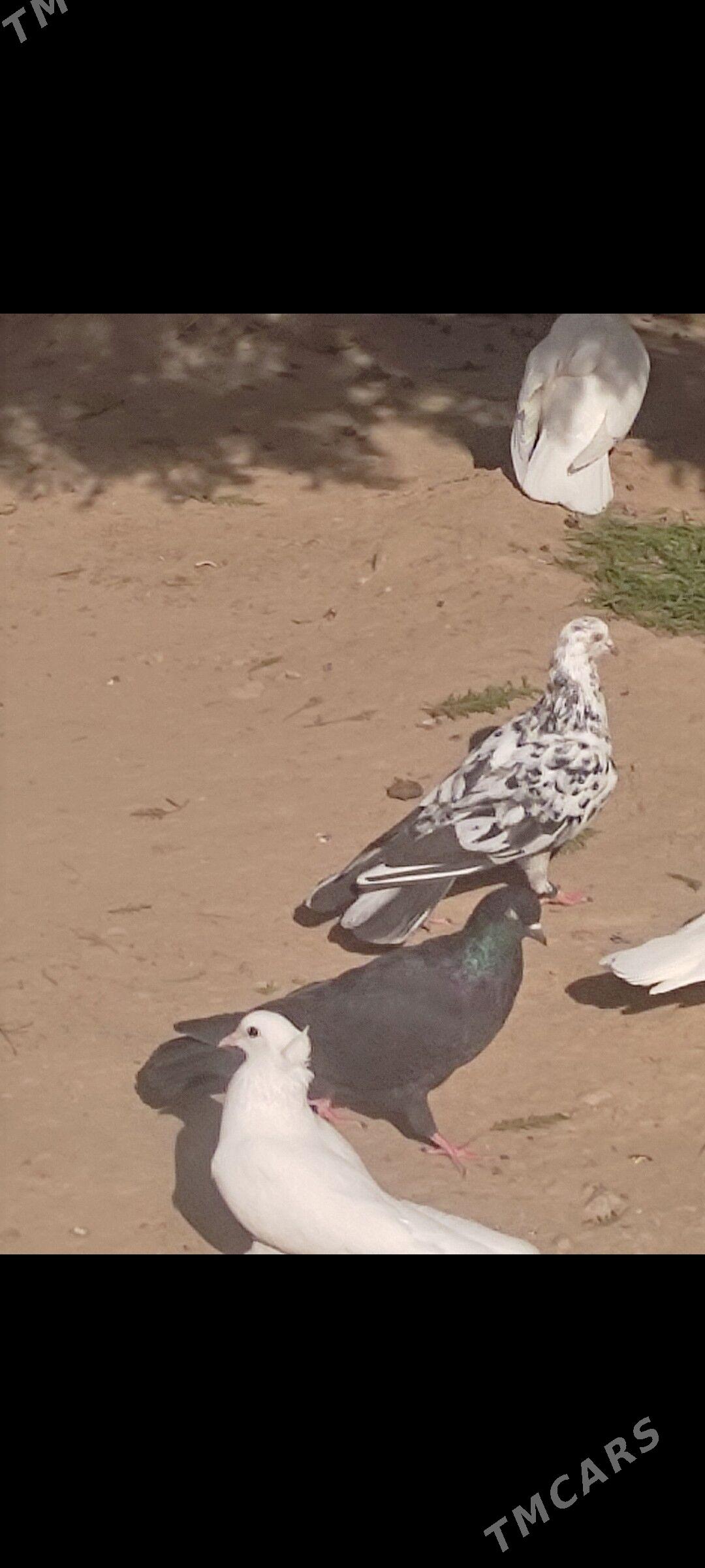 Kepderi - Aşgabat - img 4