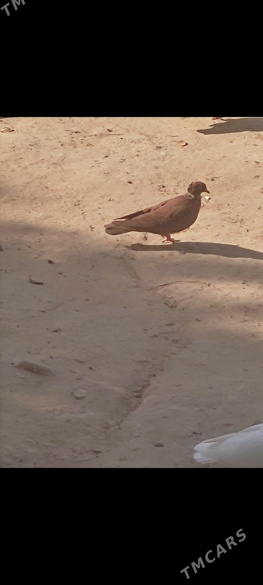 Kepderi - Aşgabat - img 5