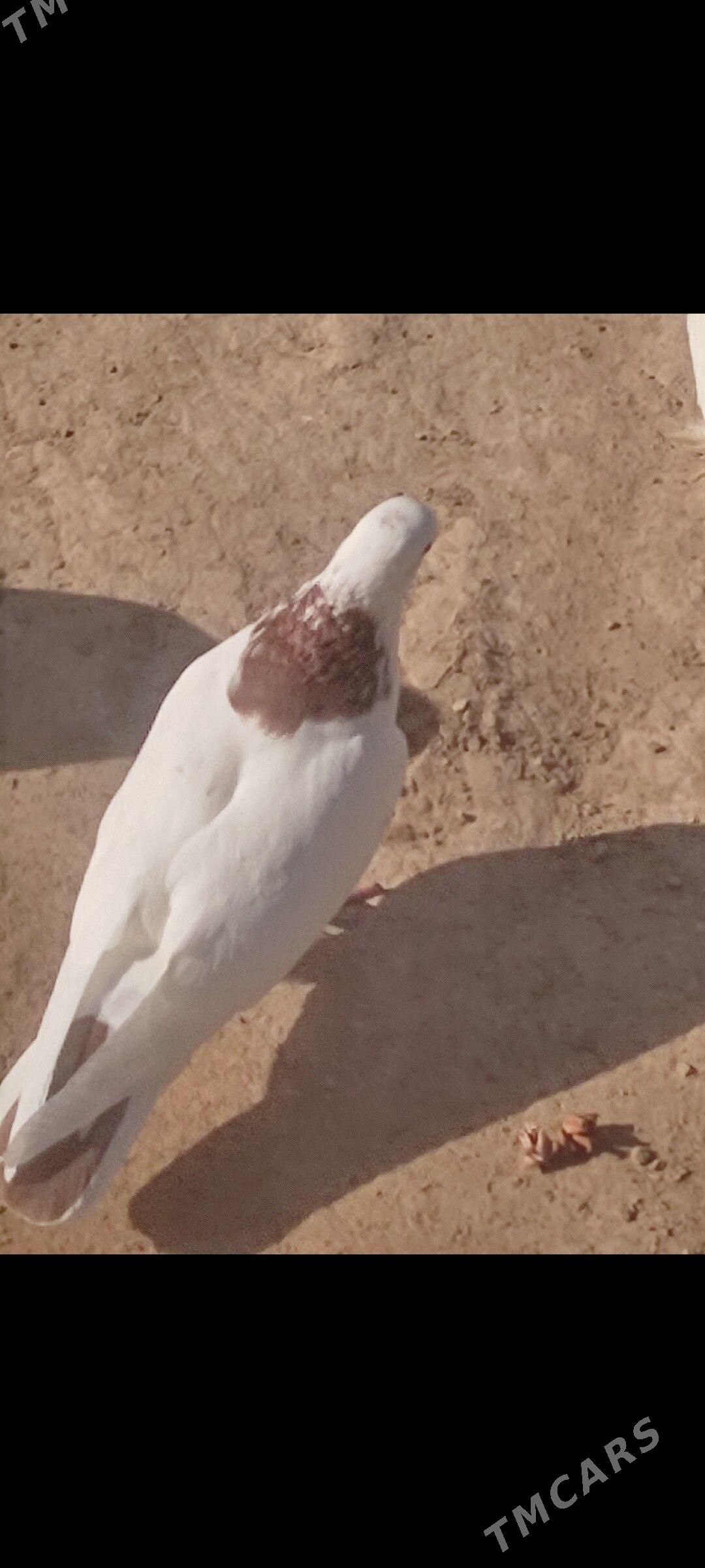 Kepderi - Aşgabat - img 9