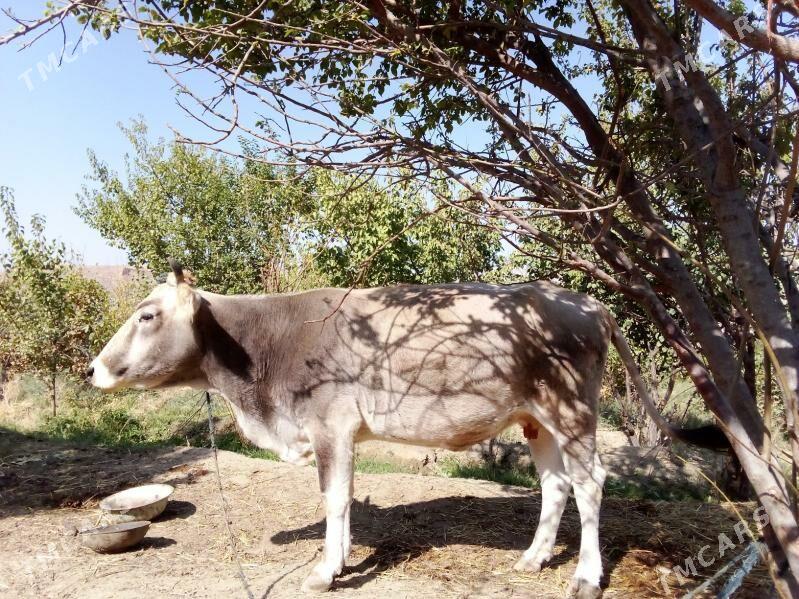 Sygyr - Magtymguly - img 3