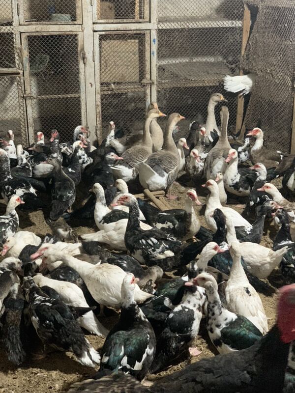 Indautga - Мары - img 1