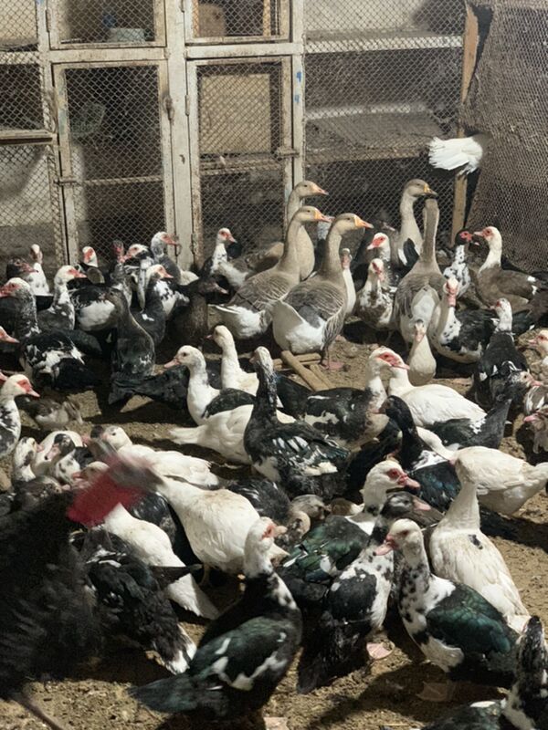 Indautga - Мары - img 2