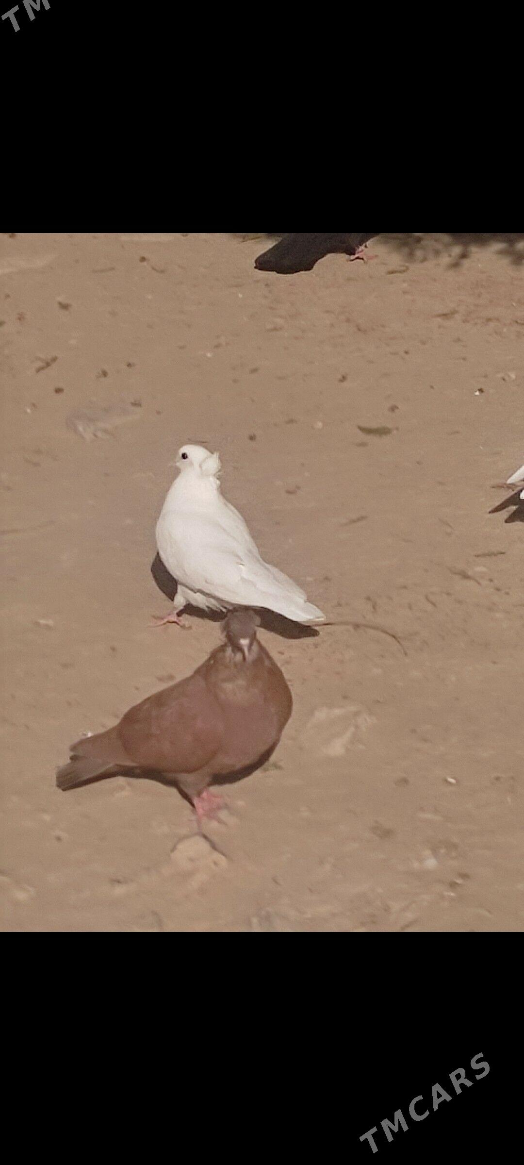 Kepderi - Aşgabat - img 7