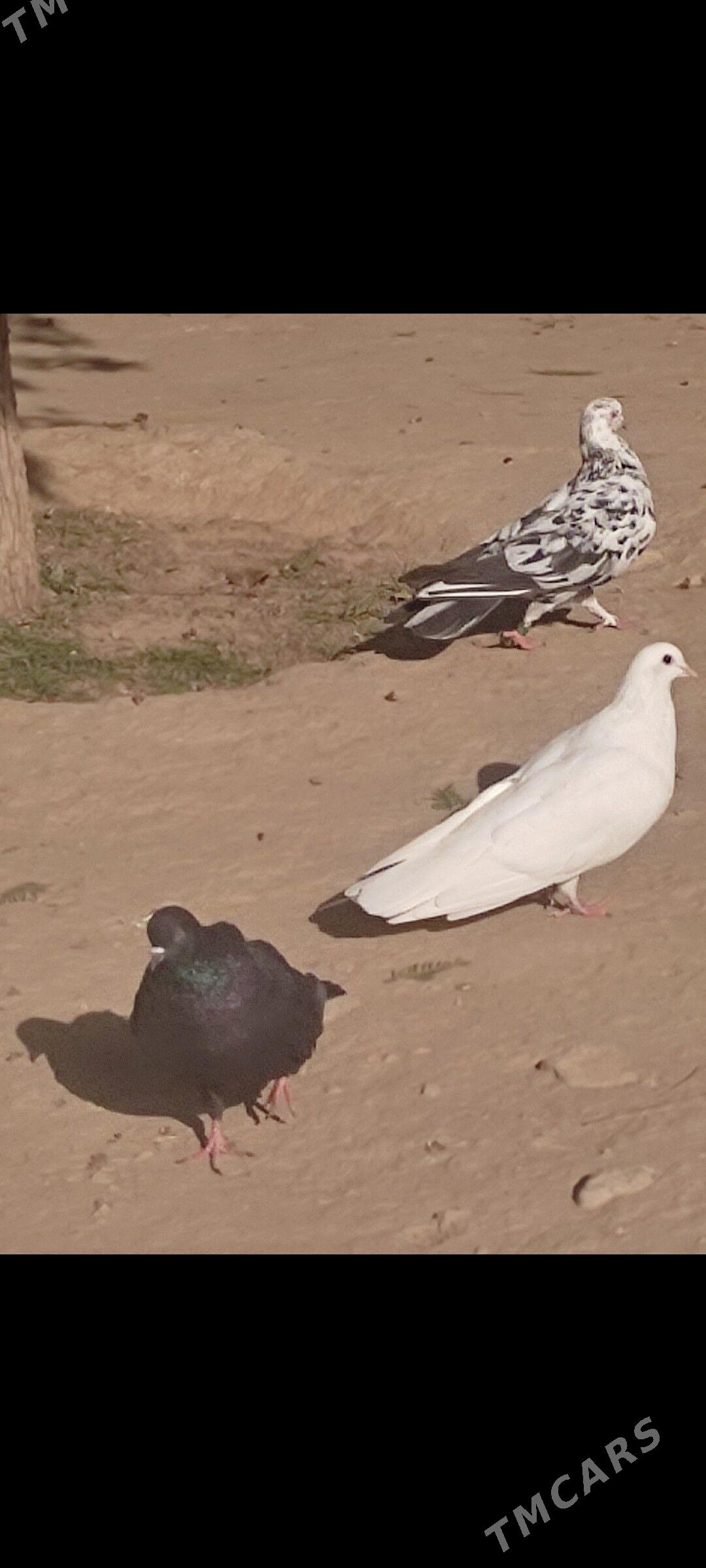 Kepderi - Aşgabat - img 3