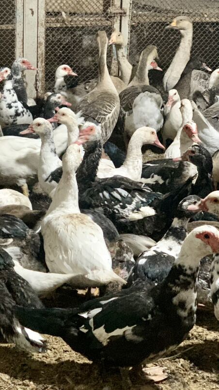 Indautga - Мары - img 3