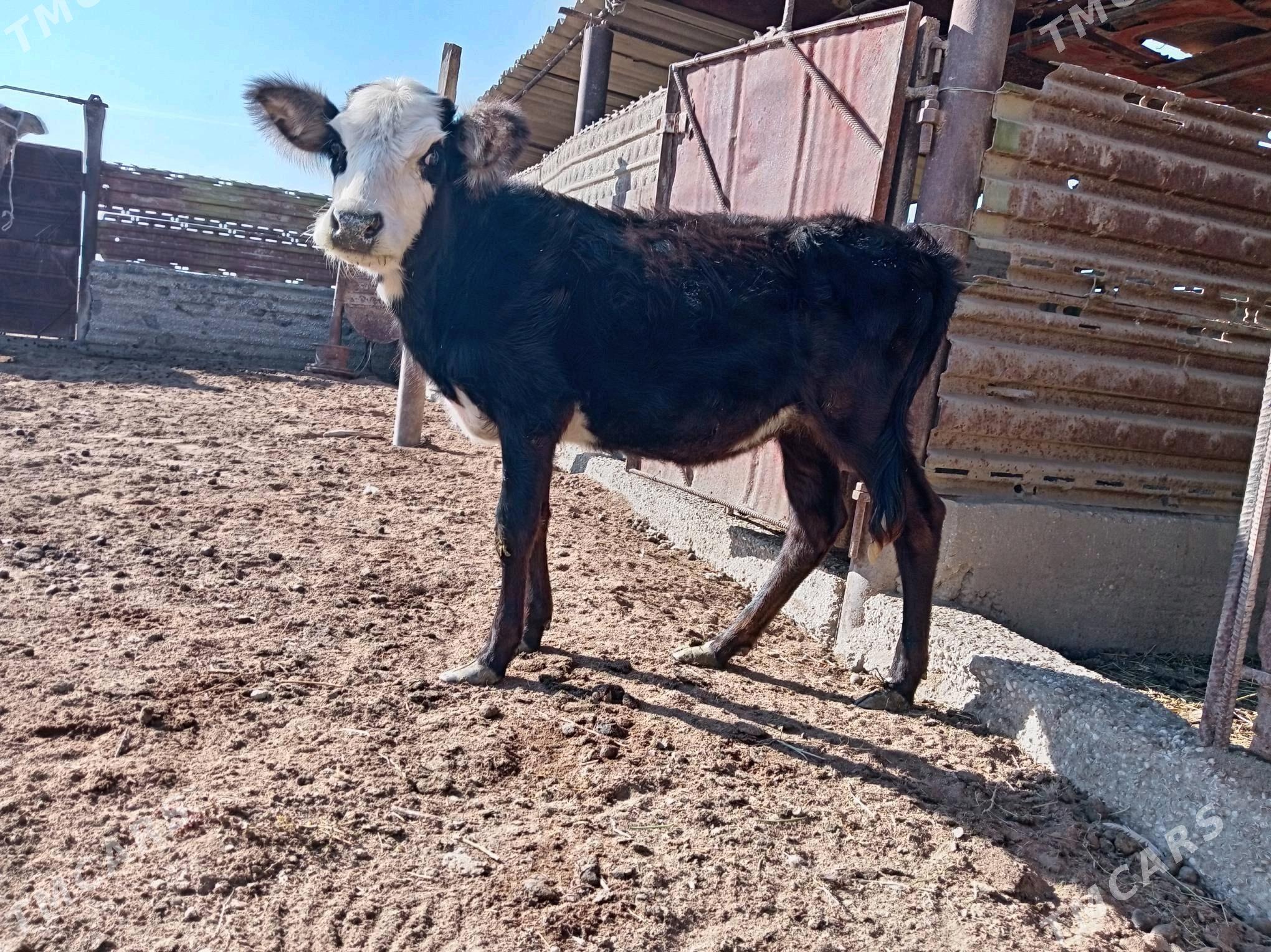 Gacar - Esenguly - img 1