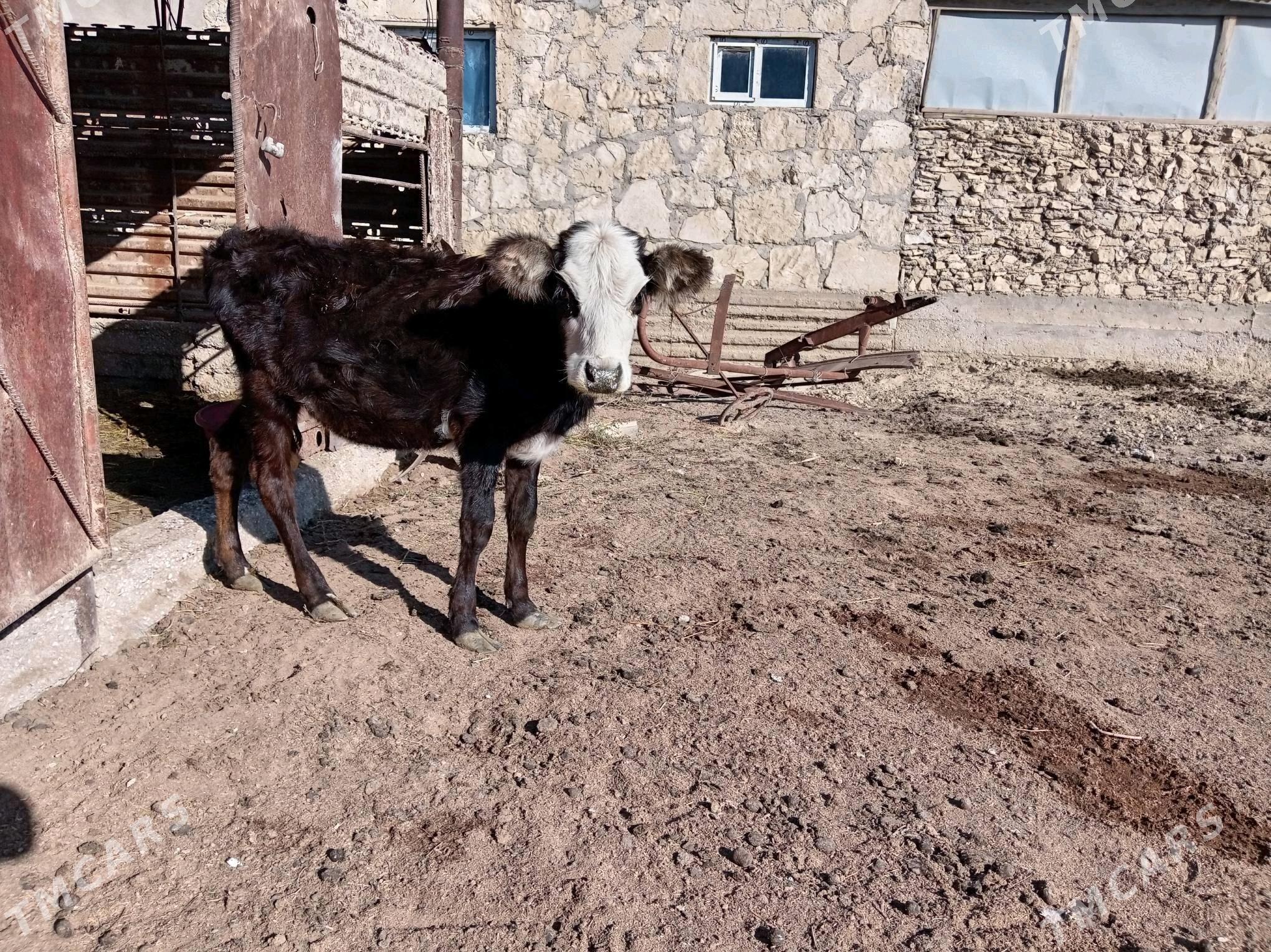 Gacar - Esenguly - img 3