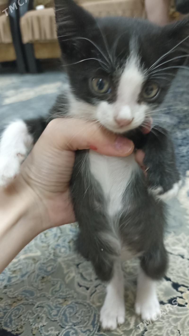 котята в добрые руки - Дашогуз - img 3