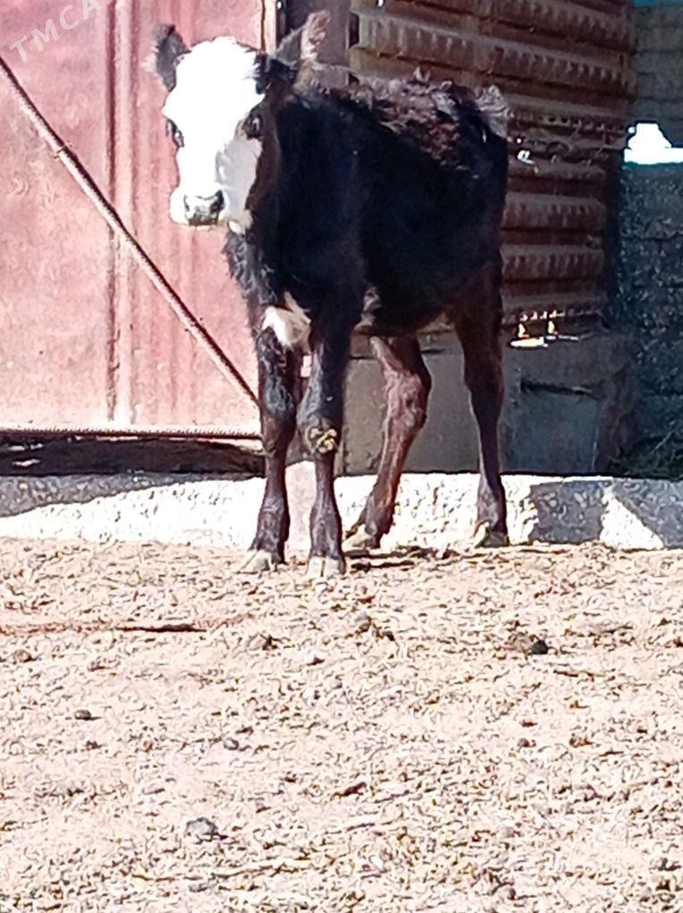 Gacar - Esenguly - img 2