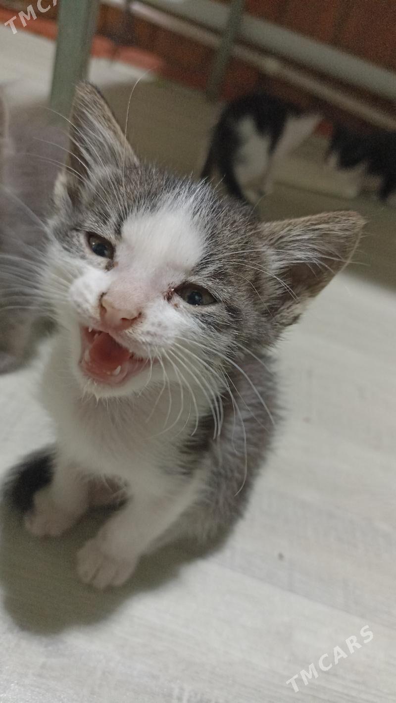 котята в добрые руки - Дашогуз - img 2