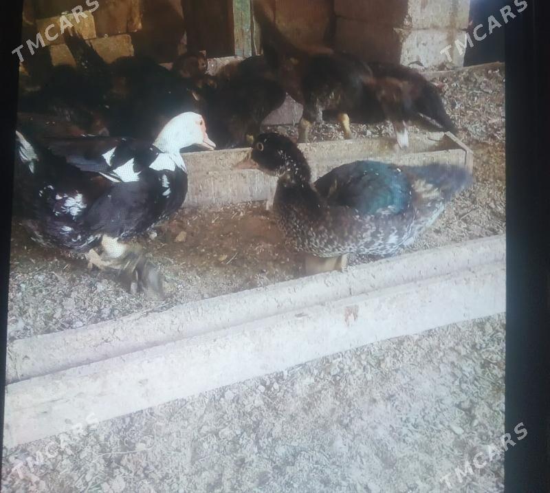 ördek - Ýaşlyk - img 3