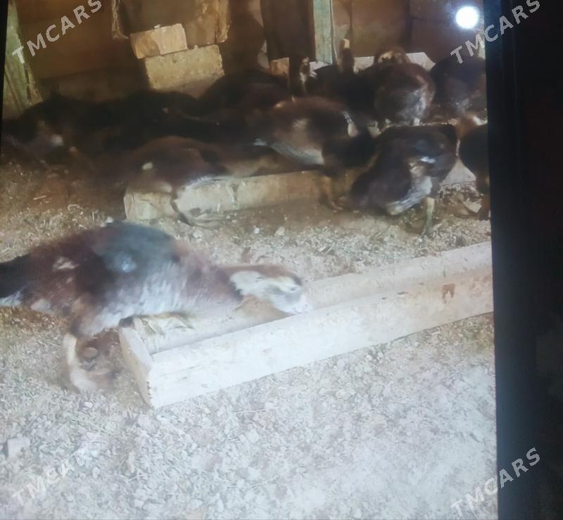 ördek - Ýaşlyk - img 4