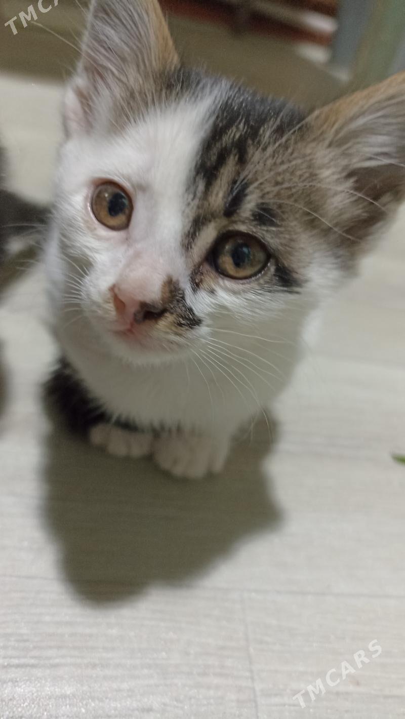 котята в добрые руки - Дашогуз - img 1