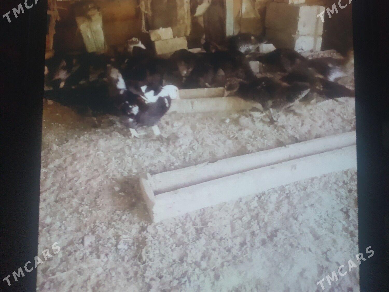 ördek - Ýaşlyk - img 1