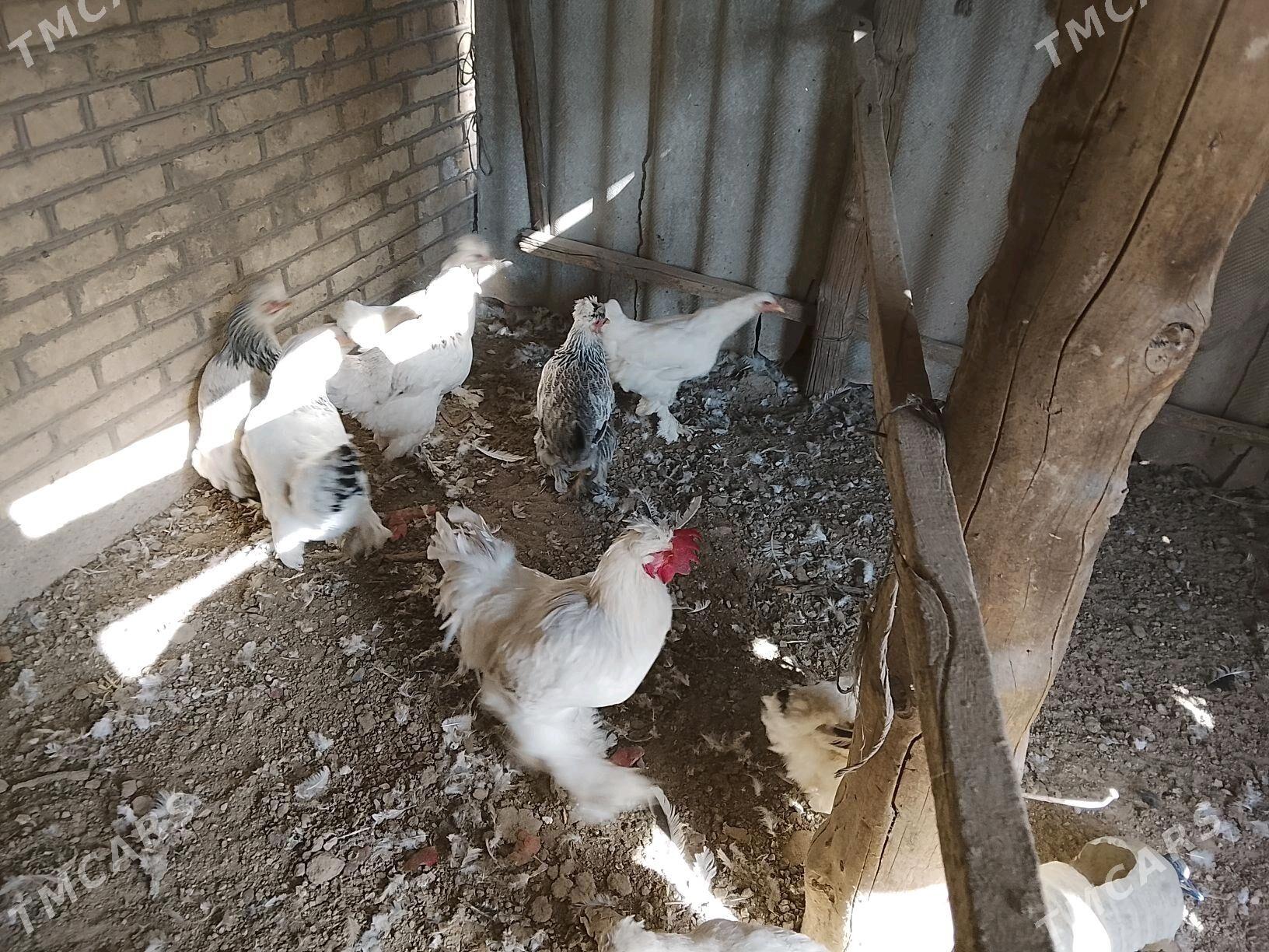 towuk balakgyl - Mary - img 2