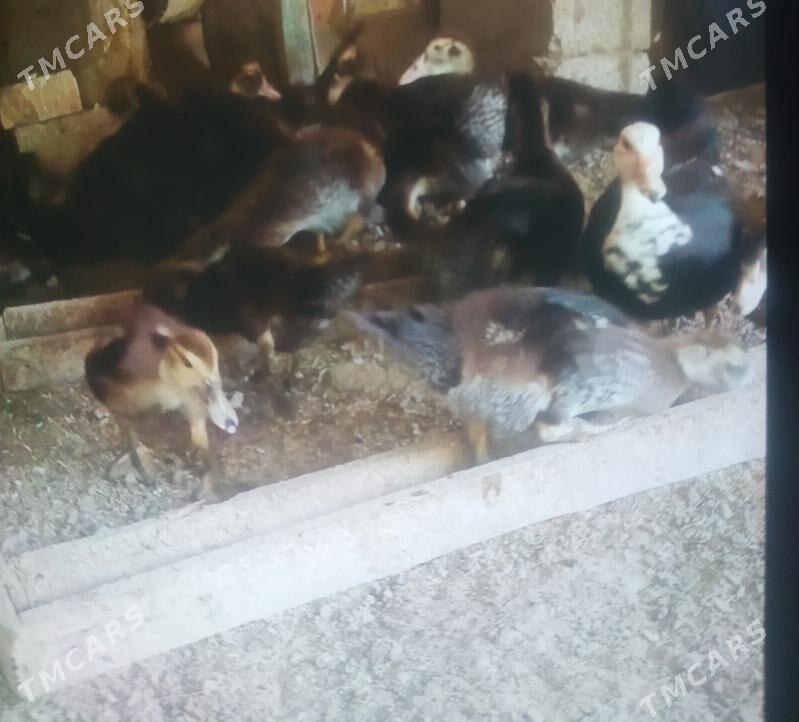 ördek - Ýaşlyk - img 2