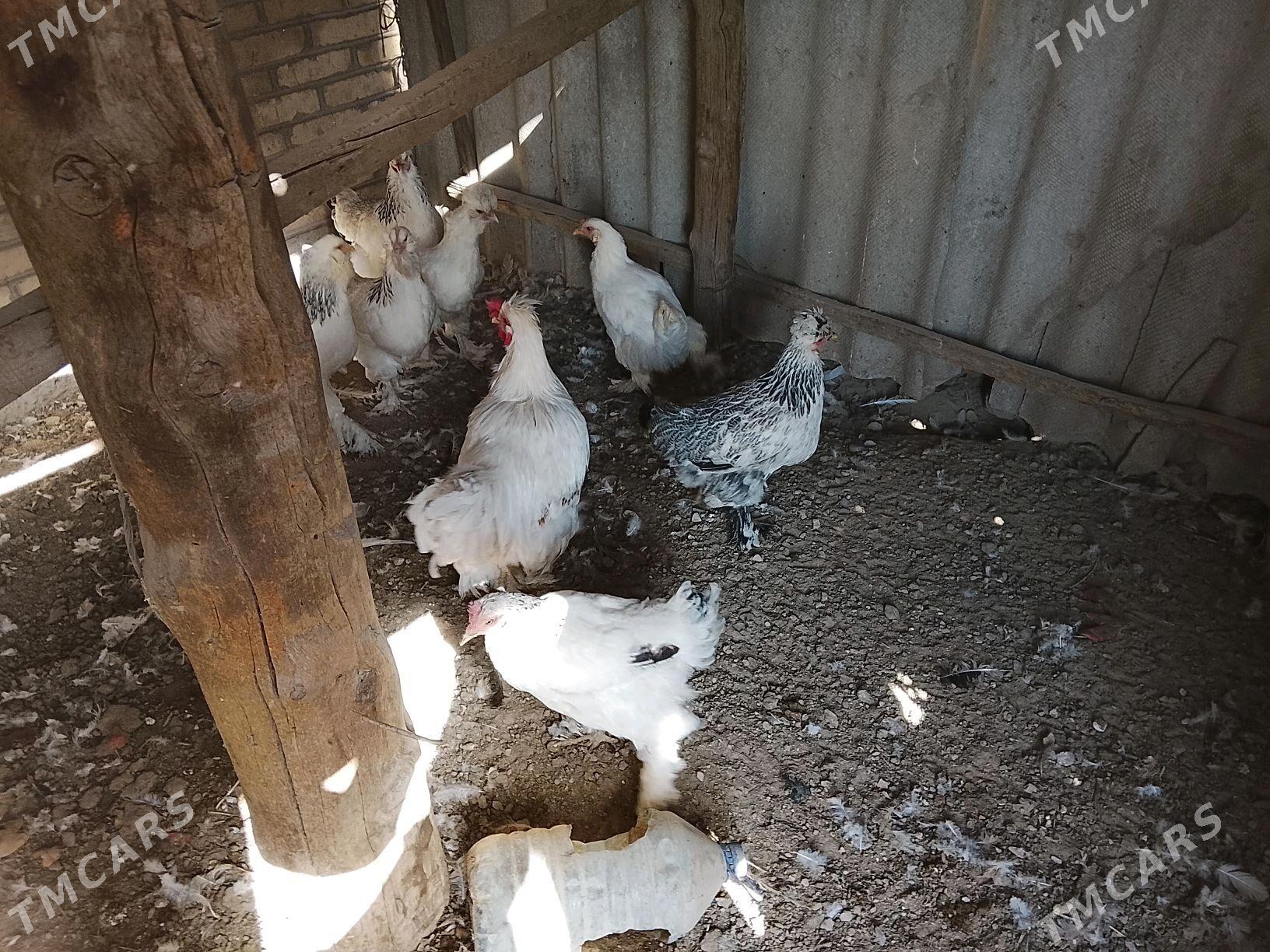 towuk balakgyl - Mary - img 3