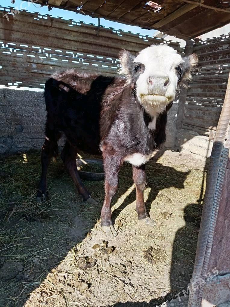 Gacar - Esenguly - img 4