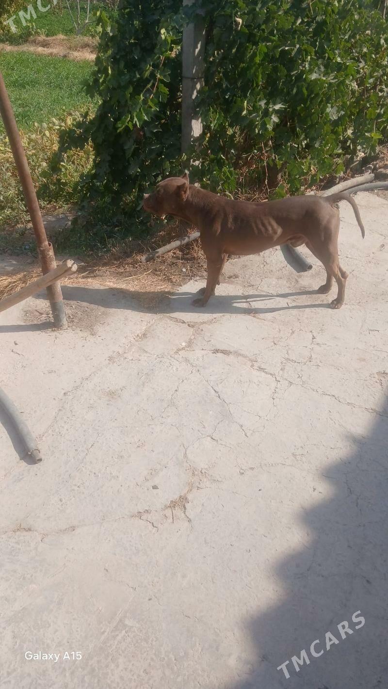 pidbul - Чарджоу - img 1