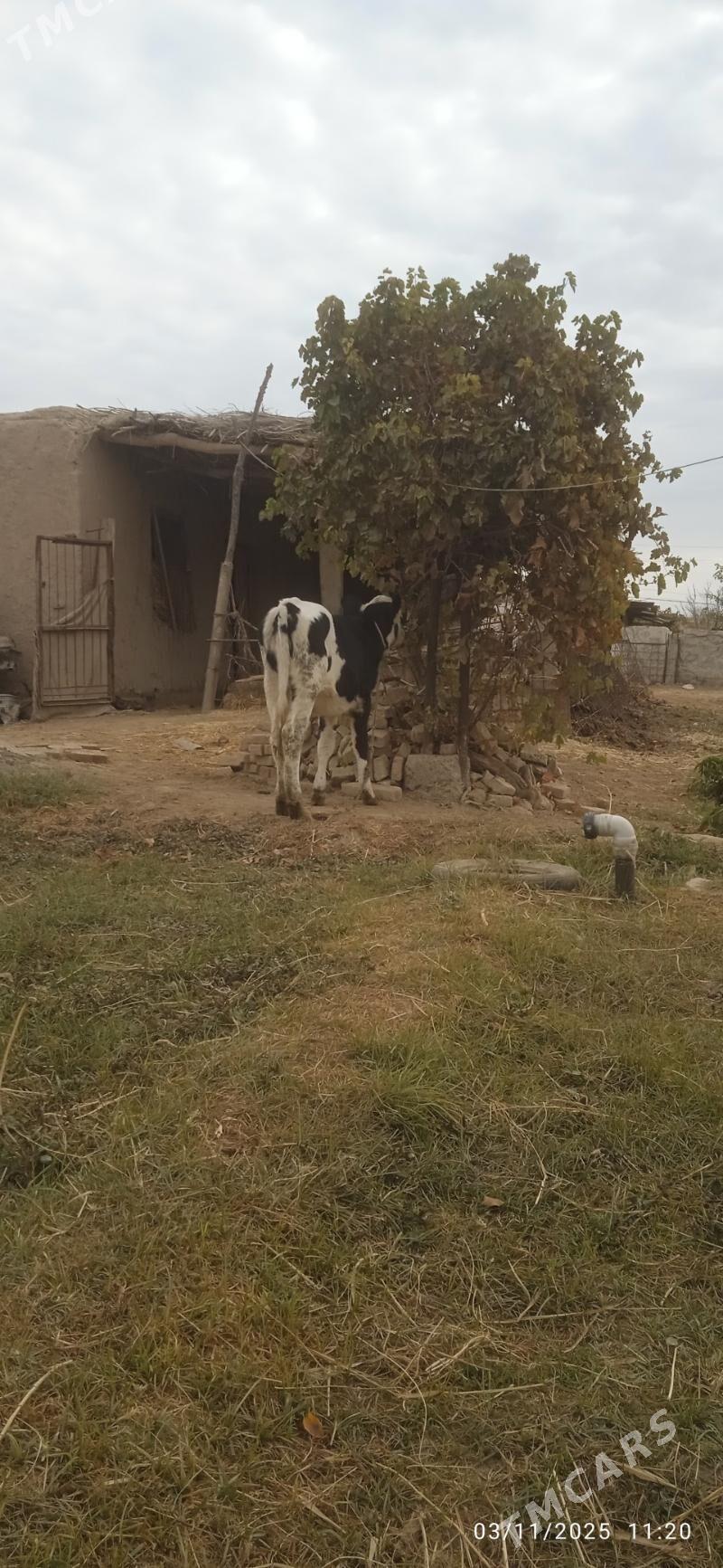 Simental unajyn - Dänew - img 3