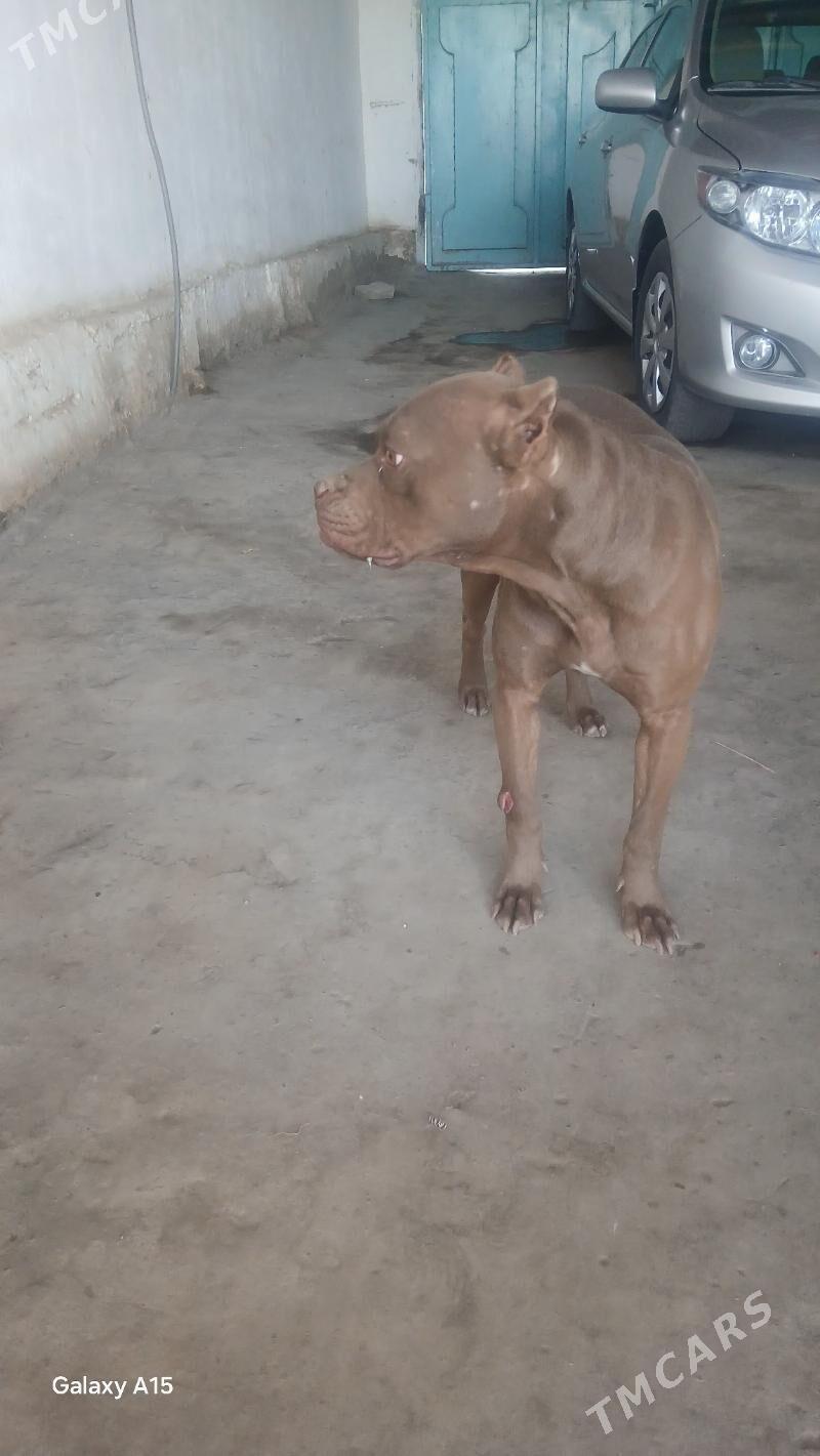 pidbul - Чарджоу - img 3