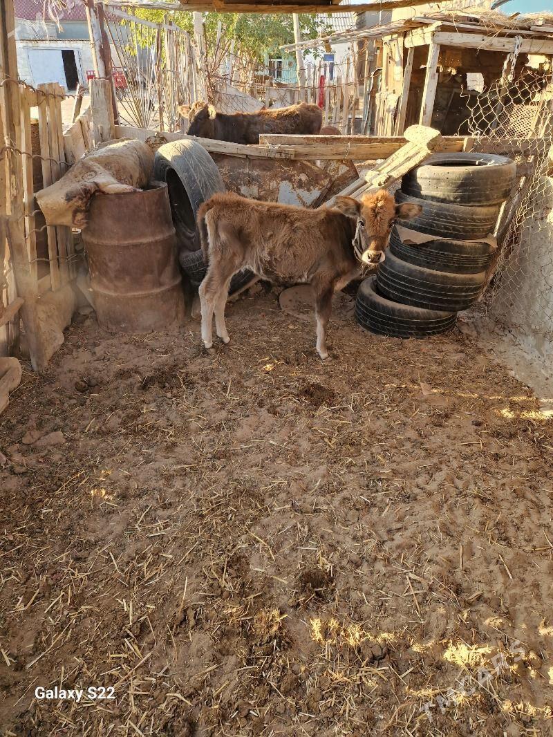 tanaly sygyr - Gumdag - img 7