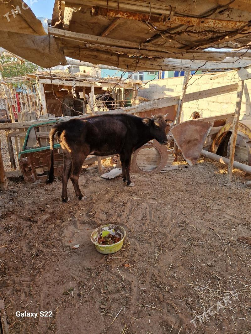 tanaly sygyr - Gumdag - img 4