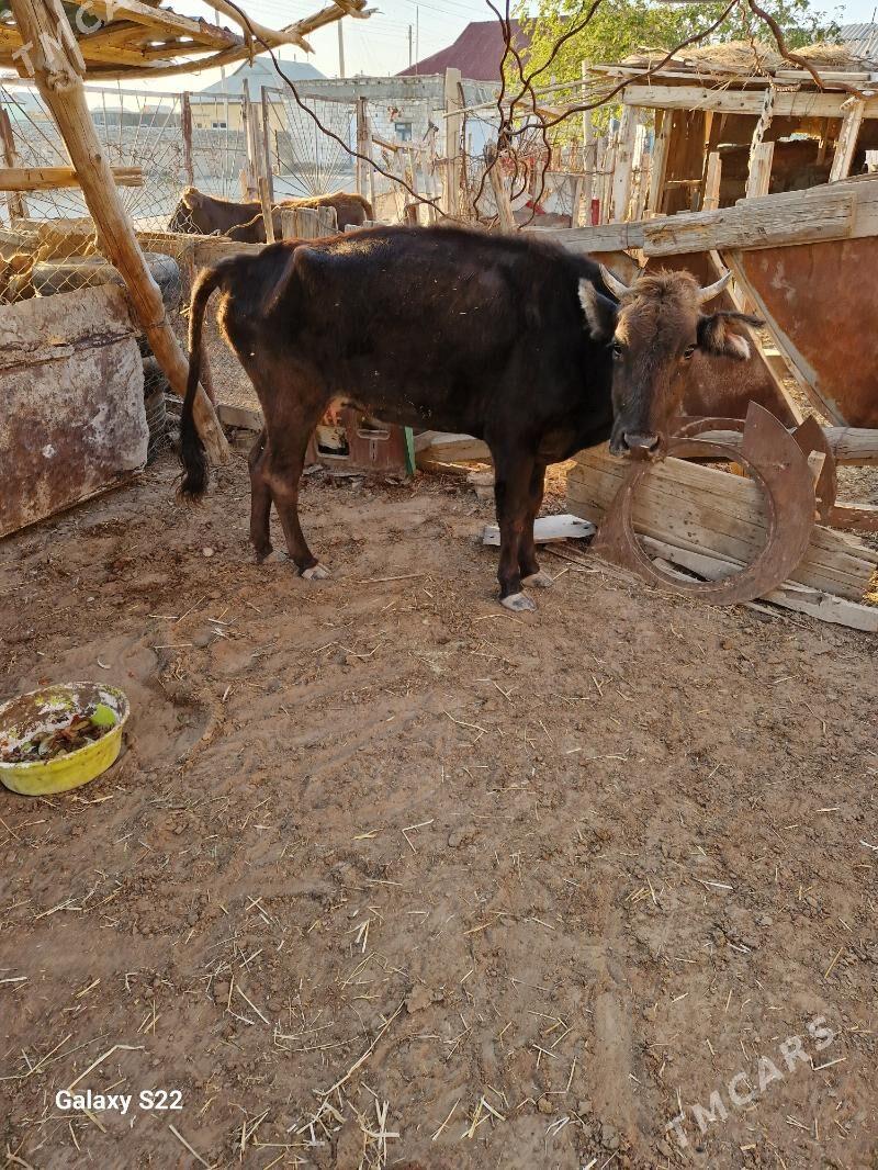 tanaly sygyr - Gumdag - img 3