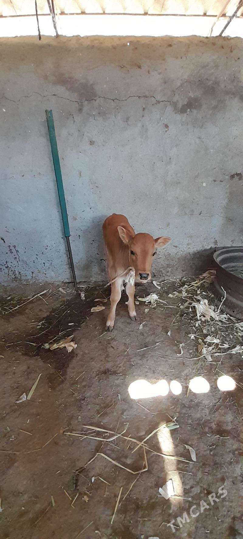 göleli sgygr - Ак-Бугдайский этрап - img 1