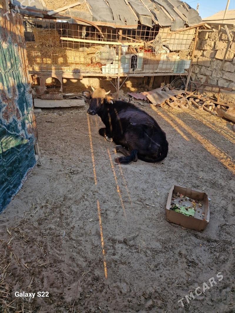 tanaly sygyr - Gumdag - img 5