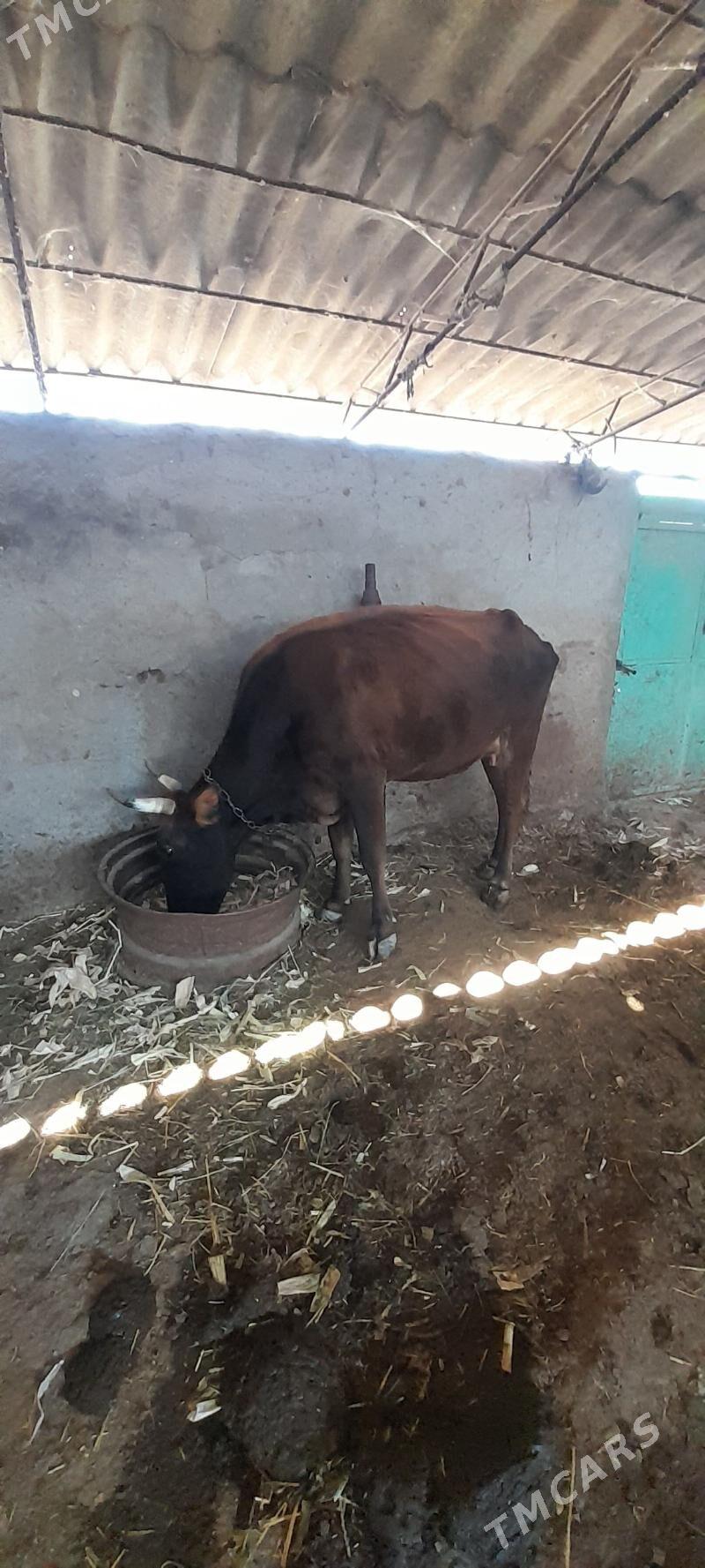 göleli sgygr - Ак-Бугдайский этрап - img 2