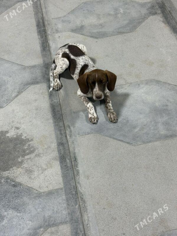 Mugt awcy paroda - Mary - img 2