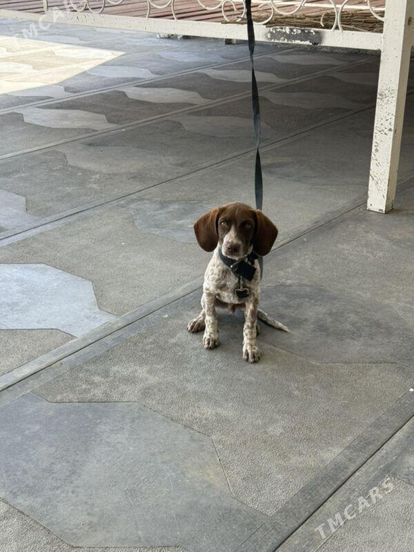 Mugt awcy paroda - Mary - img 3