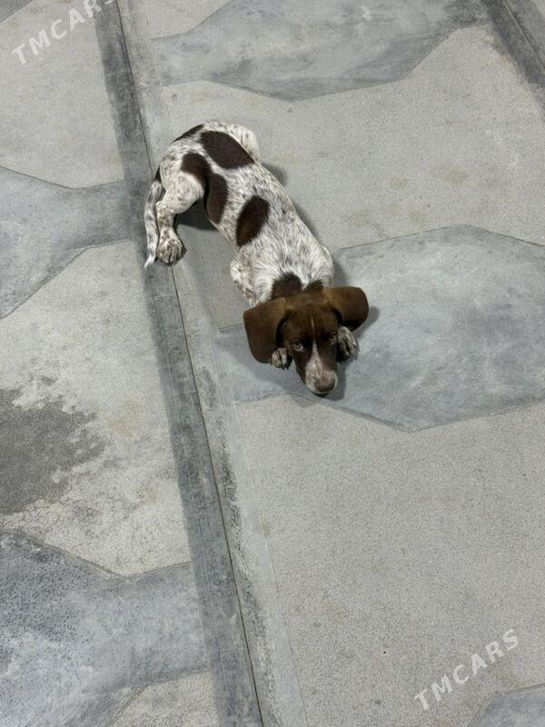 Mugt awcy paroda - Mary - img 1