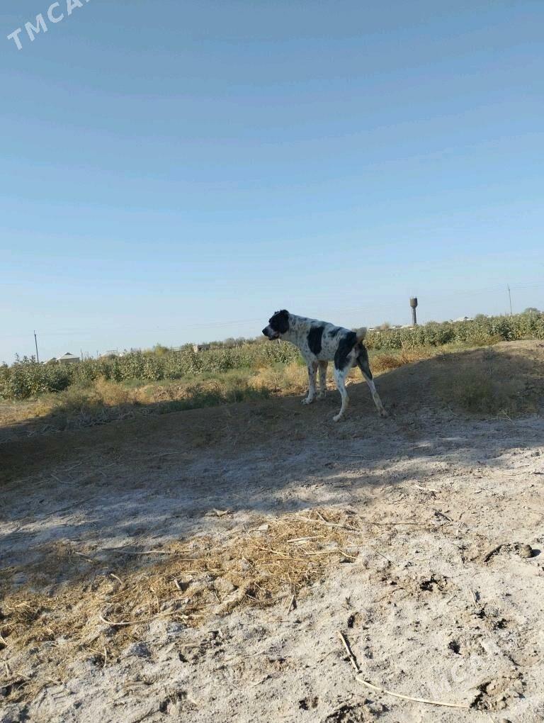 Garagöz - Tejen - img 4