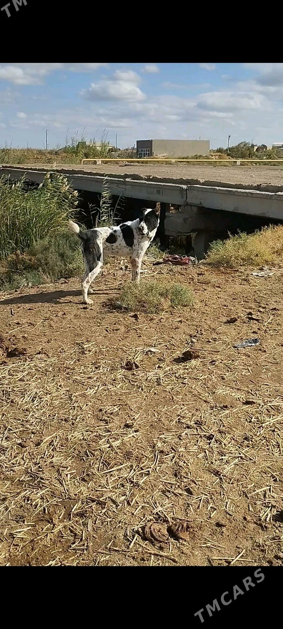 Garagöz - Tejen - img 1