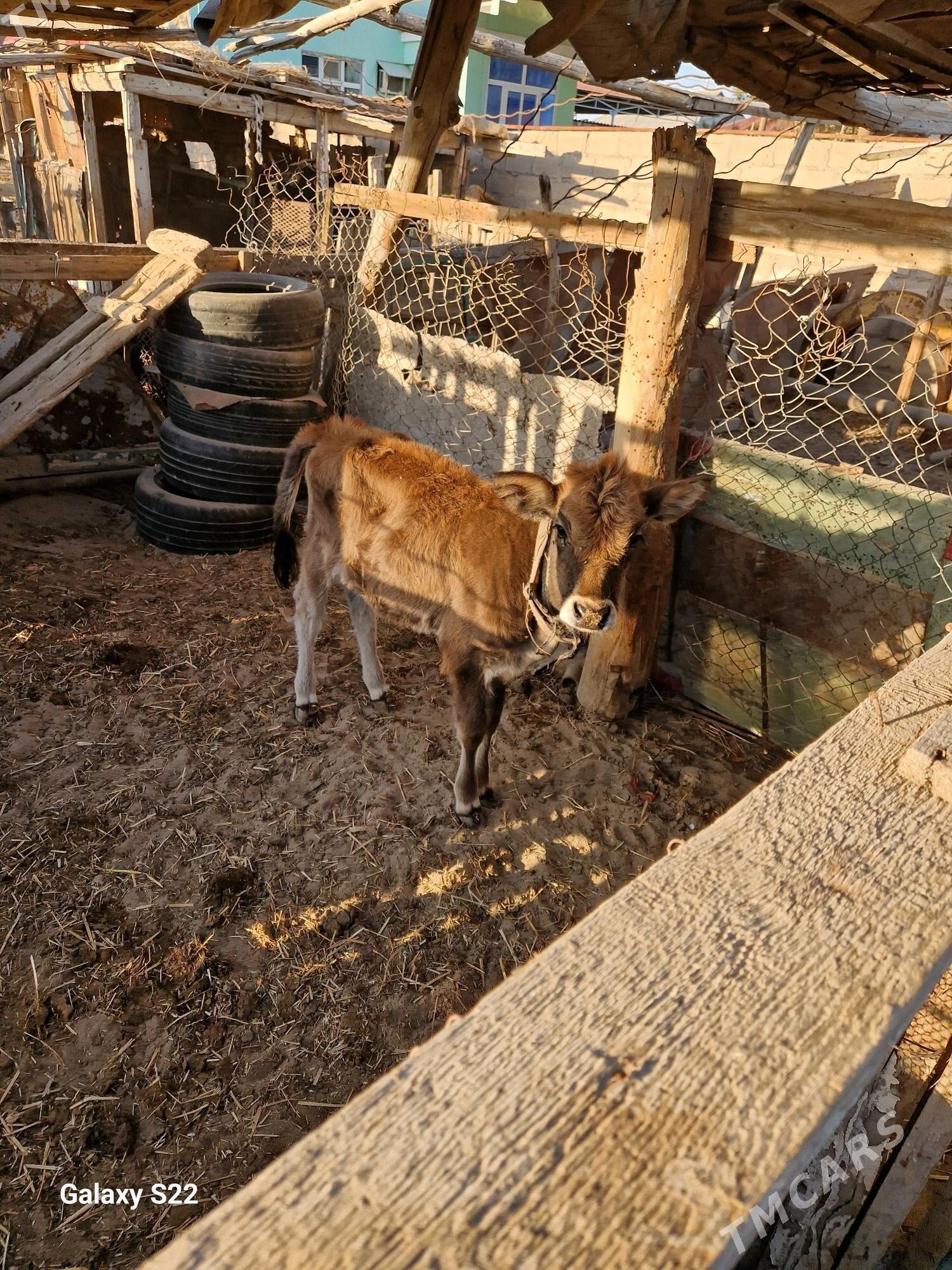 tanaly sygyr - Gumdag - img 8