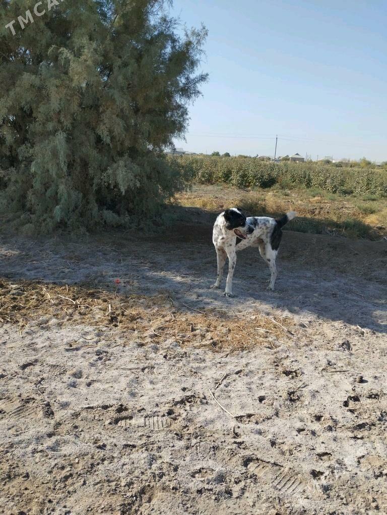 Garagöz - Tejen - img 2