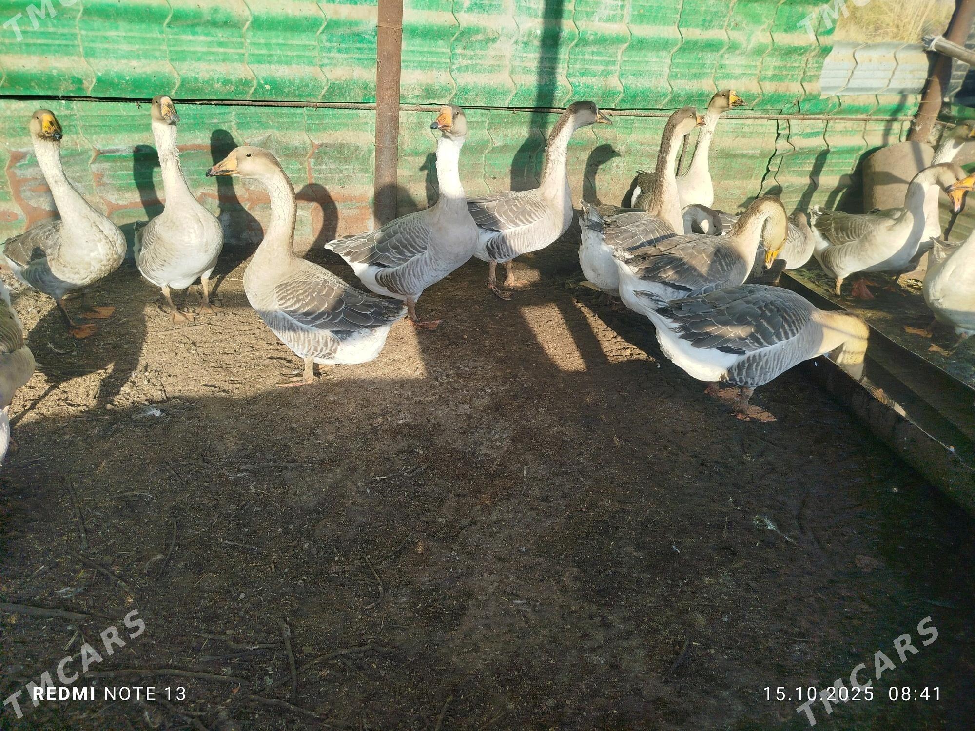 guva gaz - Çärjew - img 2