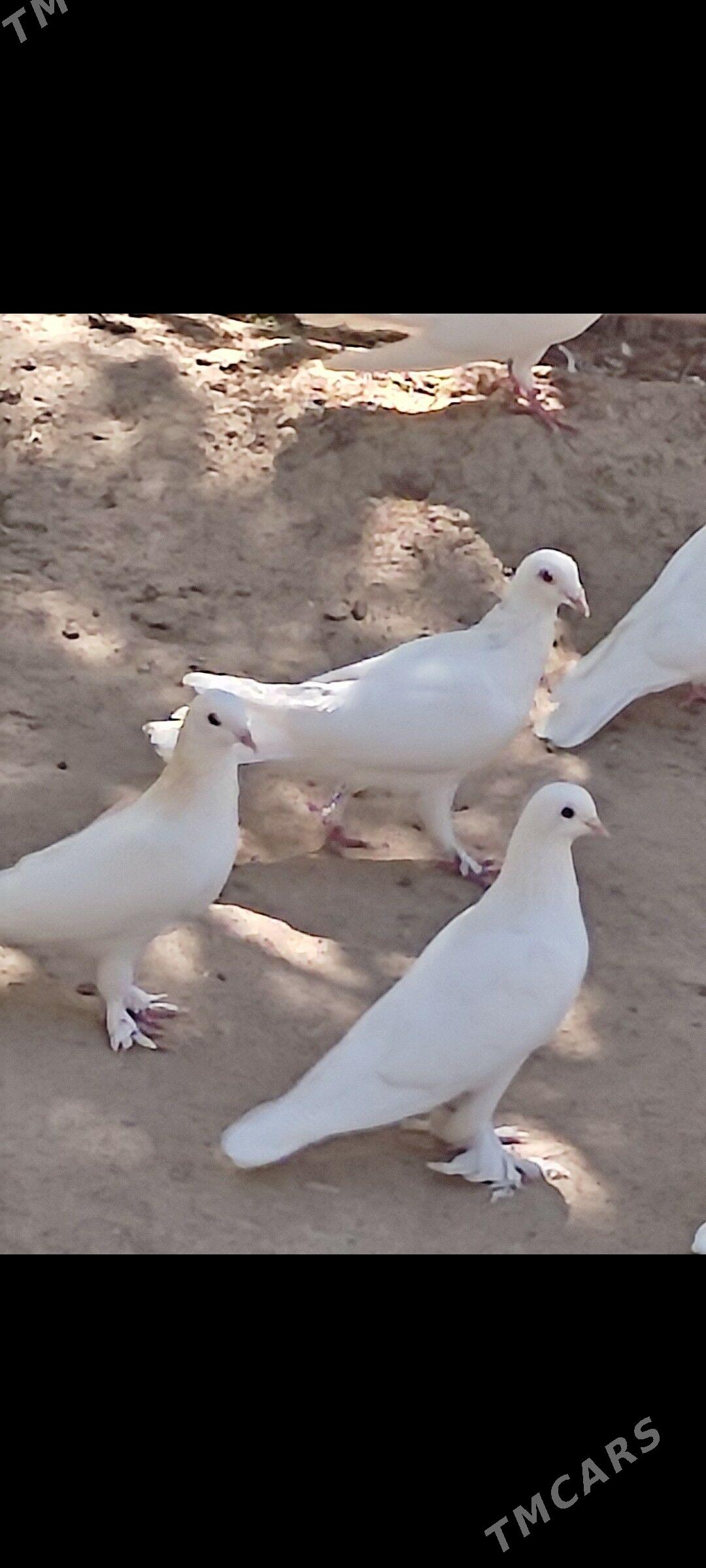 Kepderi - Ашхабад - img 3