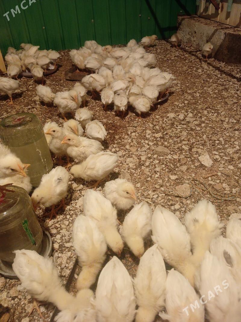 juje - Ашхабад - img 2