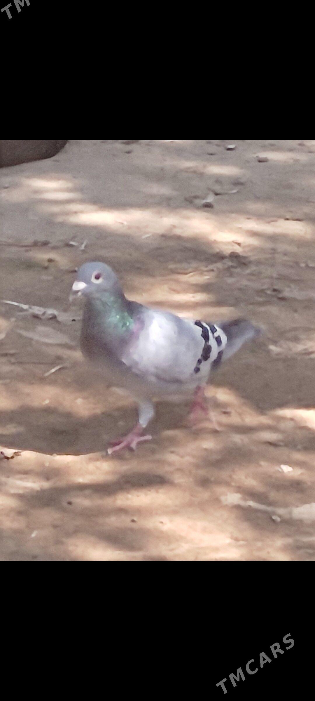 Kepderi - Ашхабад - img 8