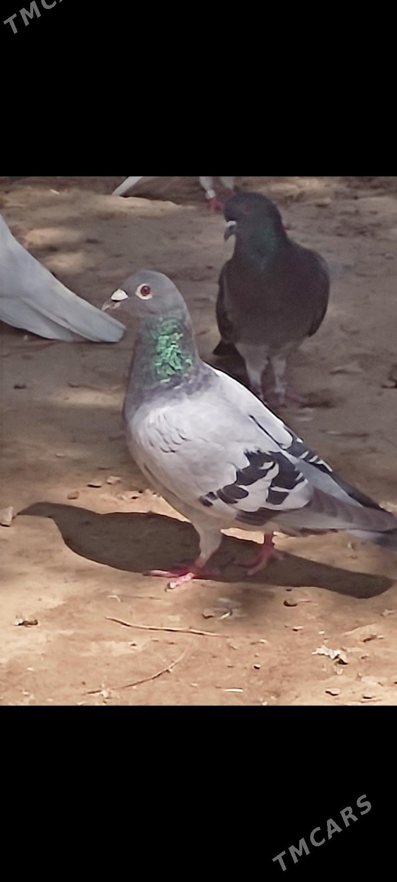 Kepderi - Ашхабад - img 9