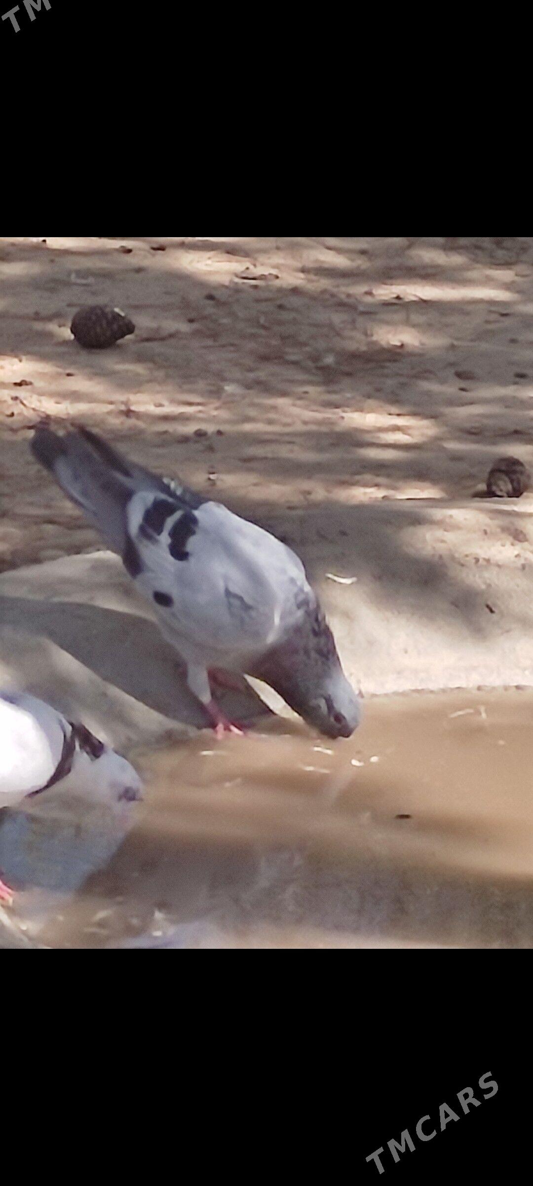 Kepderi - Ашхабад - img 7